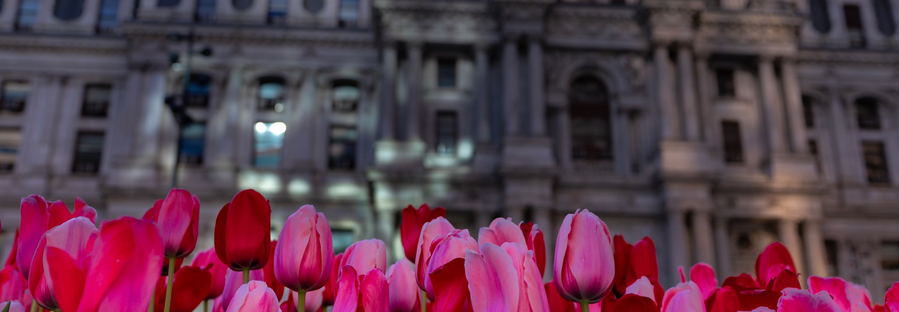 Photo of Philadelphia city hall with pink tulips in front