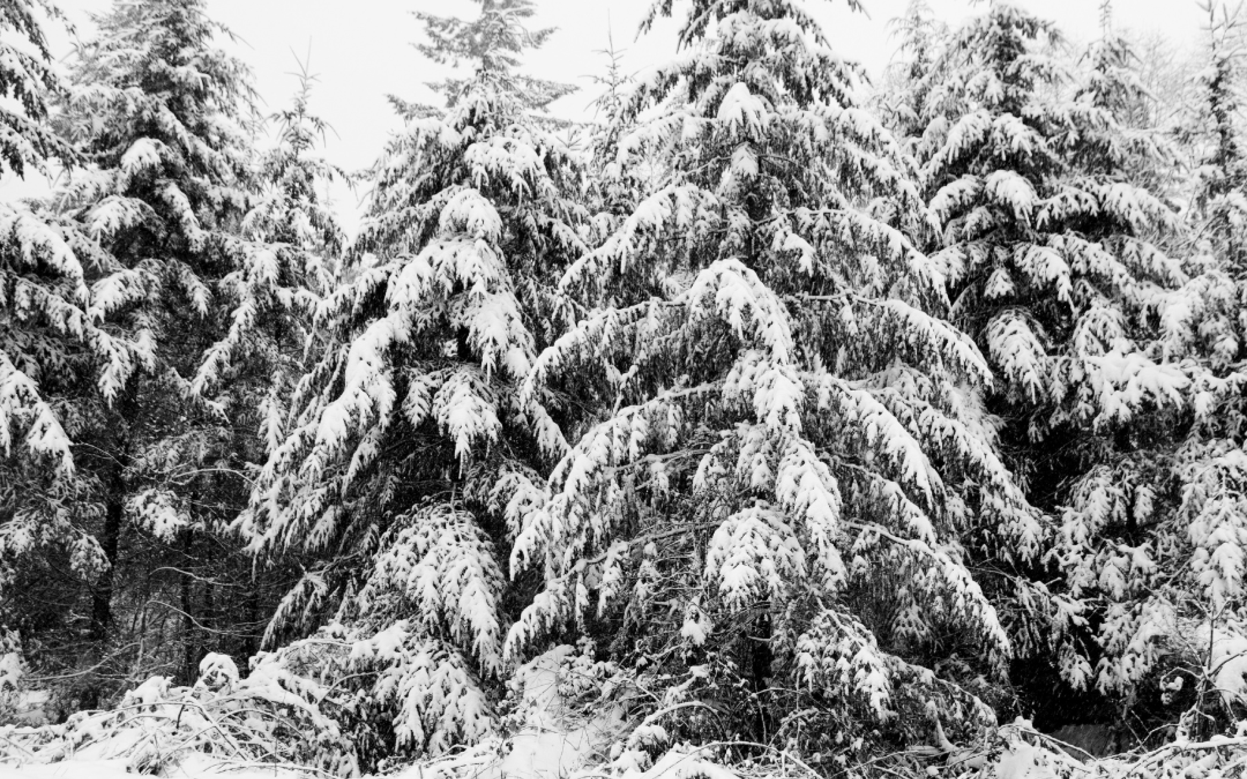 Evergreens covered in a thick layer of snow