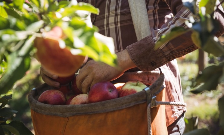 Photo of a farmworker collecting apples in an orange basket