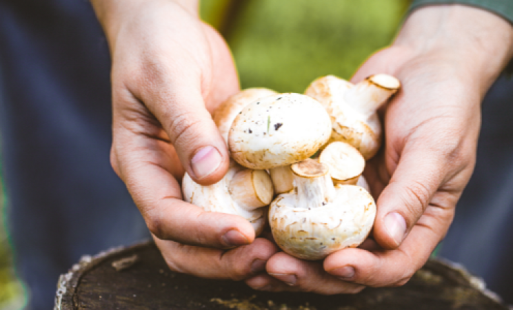 A pair of hands holds a handful of white mushrooms