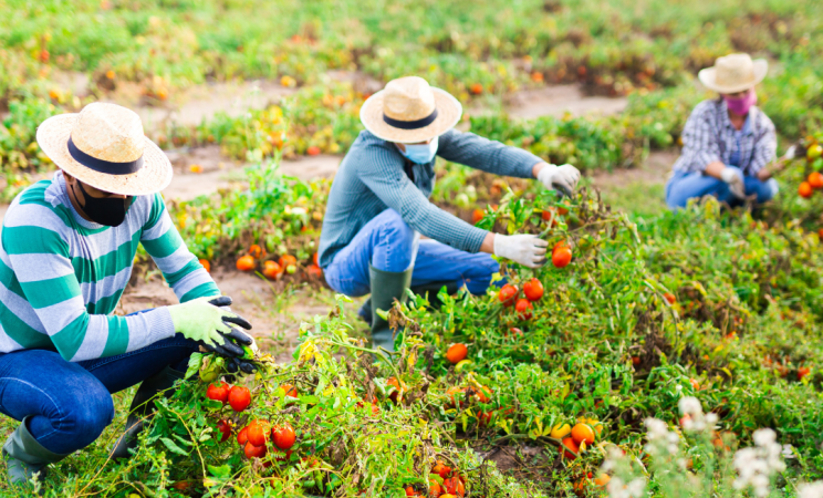 Three farmworkers wearing protective masks squat and pick crops