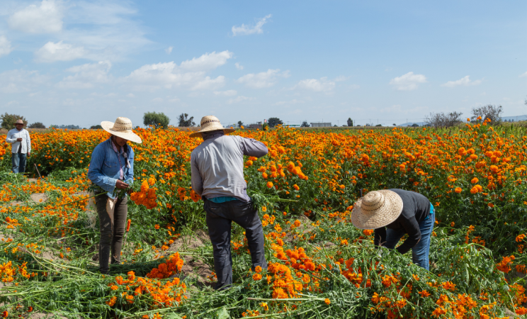 Farmworkers harvesting flowers