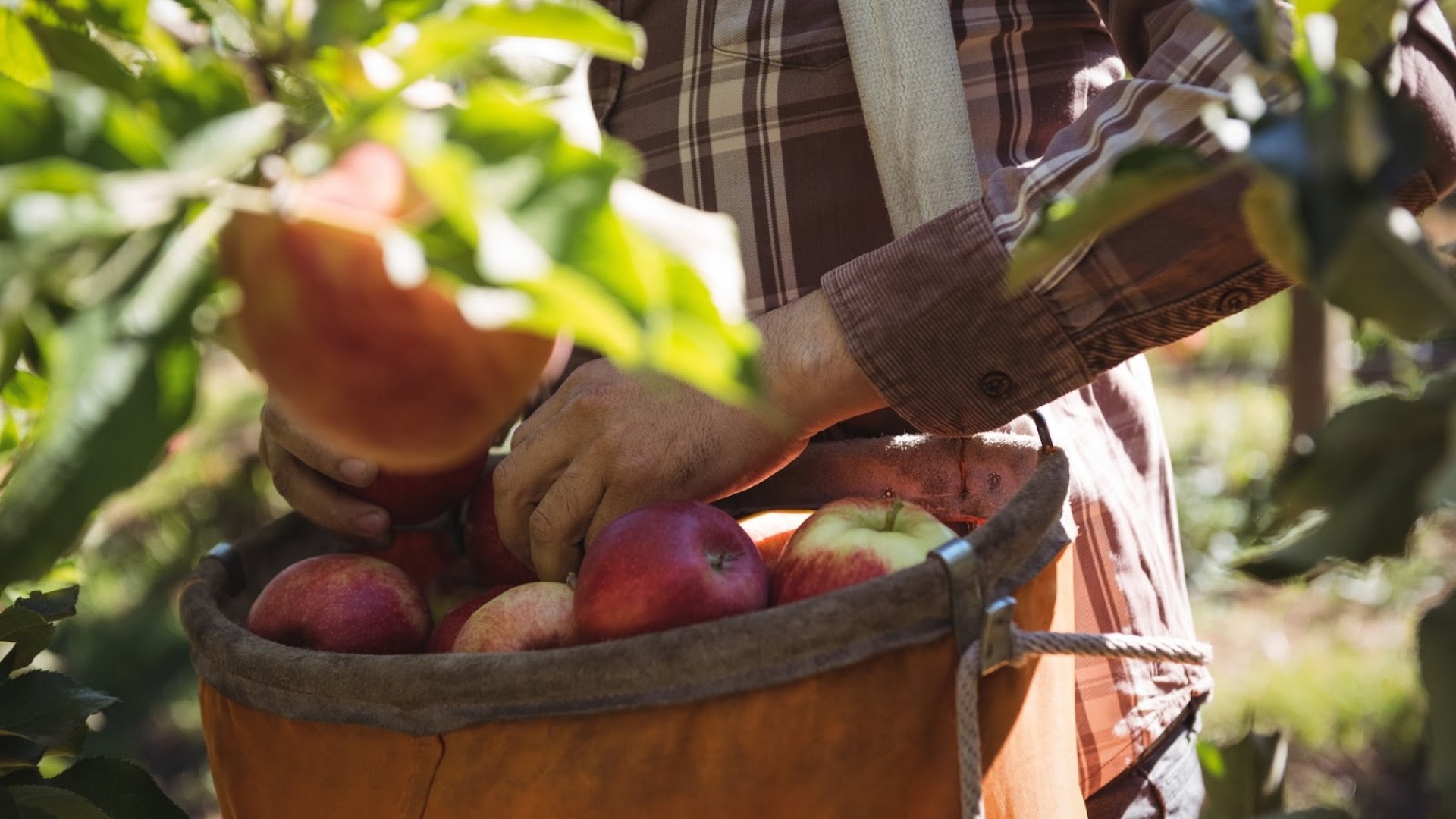 Photo of worker picking apples