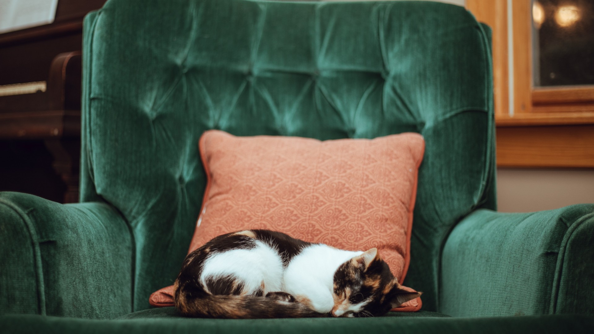 Cat snuggled in green chair; Photo by Tucker Good on Unsplash