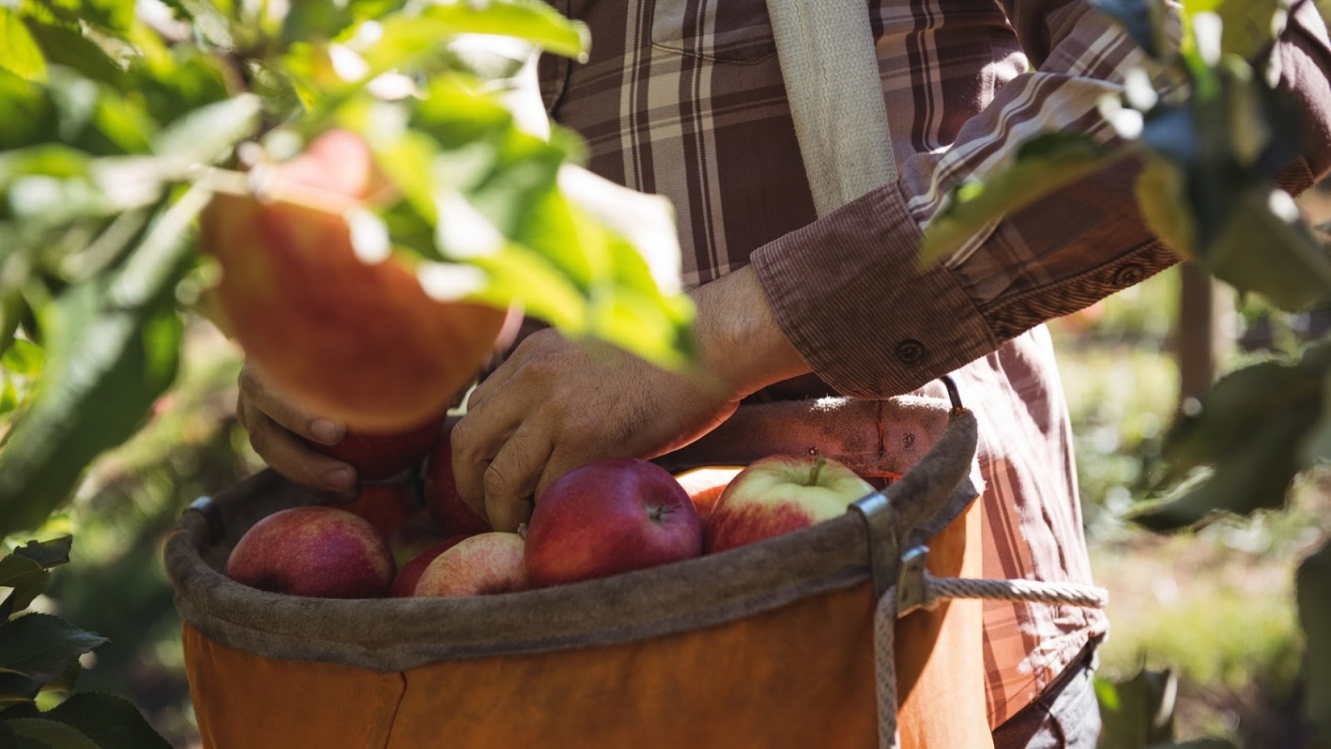 A farmworker picks apples