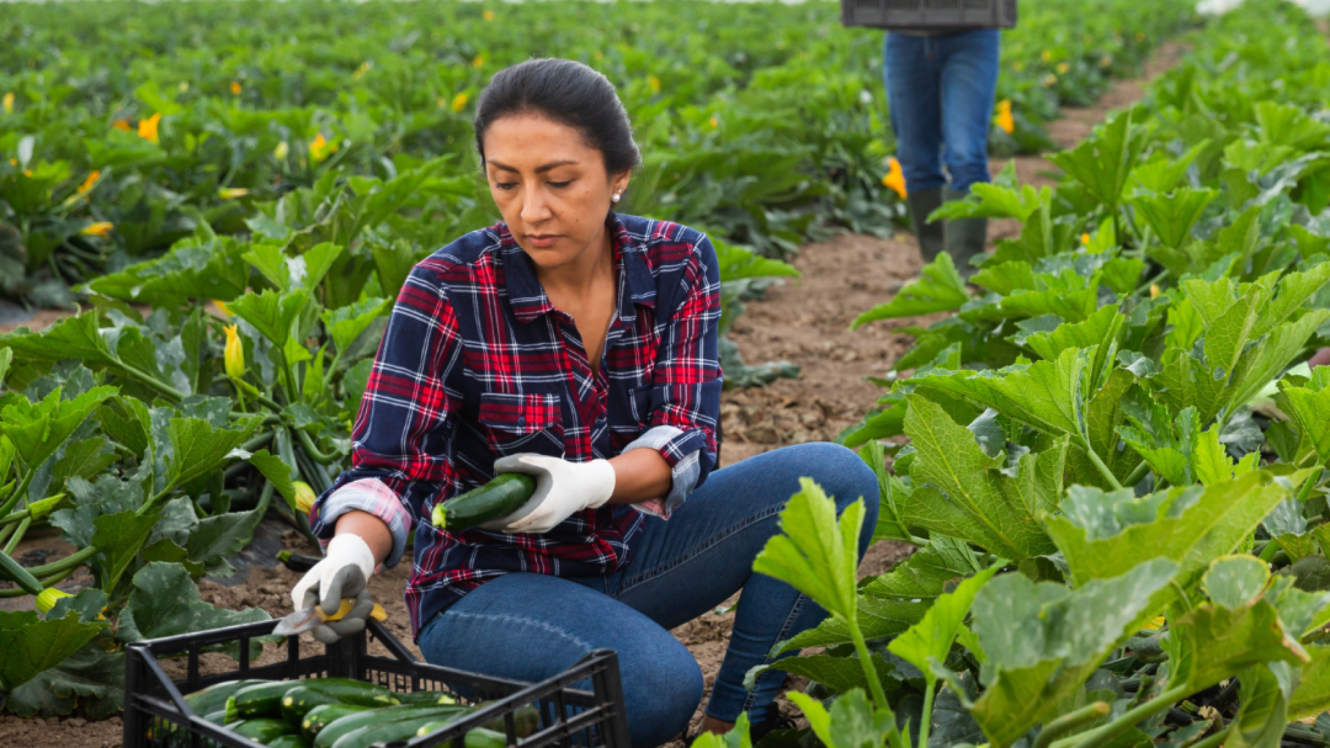 A woman harvests summer squash in a field