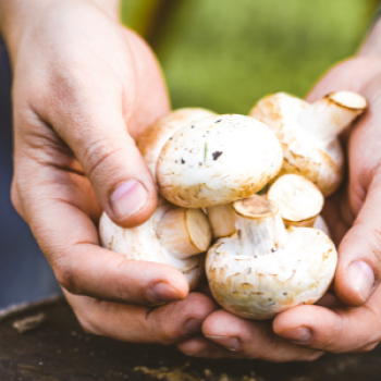A pair of hands holds a handful of white mushrooms