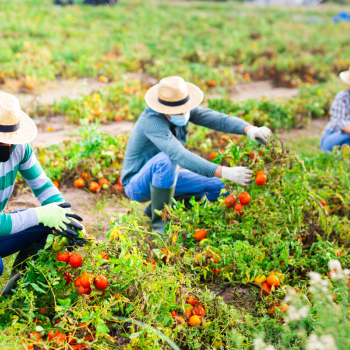 Three farmworkers wearing protective masks squat and pick crops