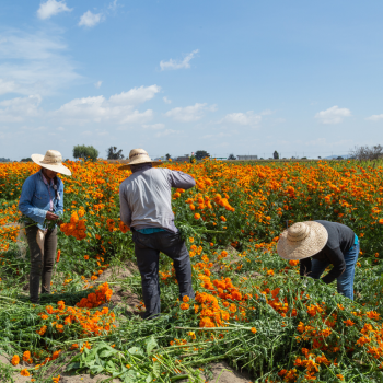 Farmworkers harvesting flowers